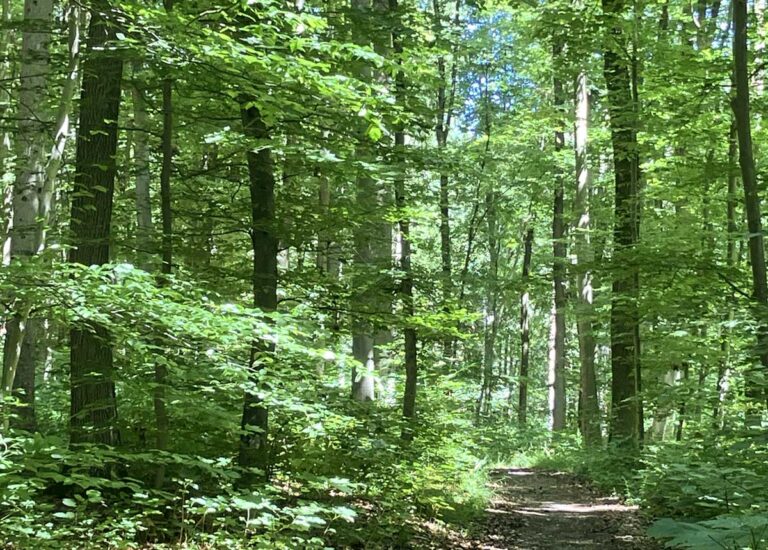 wald