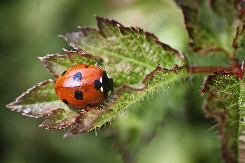 Marienkäfer