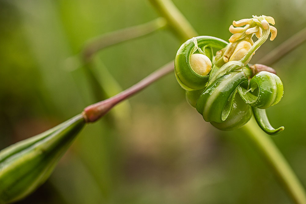 Springkraut-Samenkapsel-offen