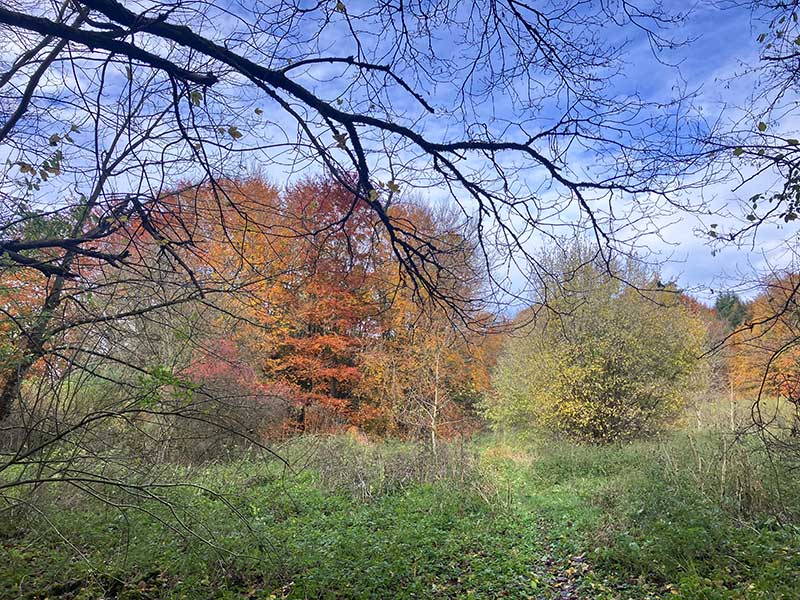 Joggen durch den Herbst