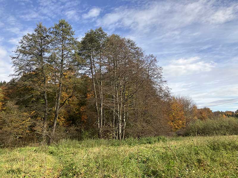Joggen durch den Herbst
