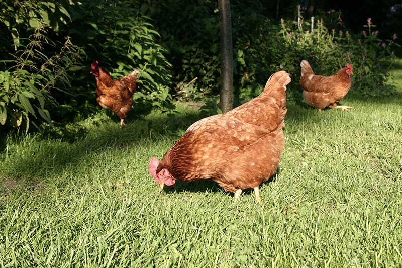 glückliche-hühner im Nachbardorf
