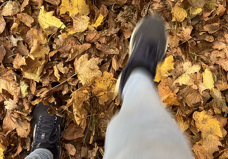 joggen-herbstlaub