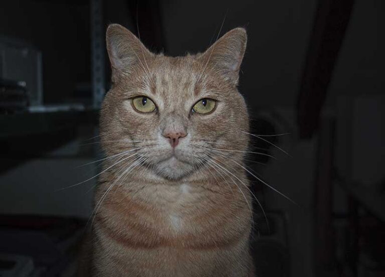 Rosso-magischer-Blick