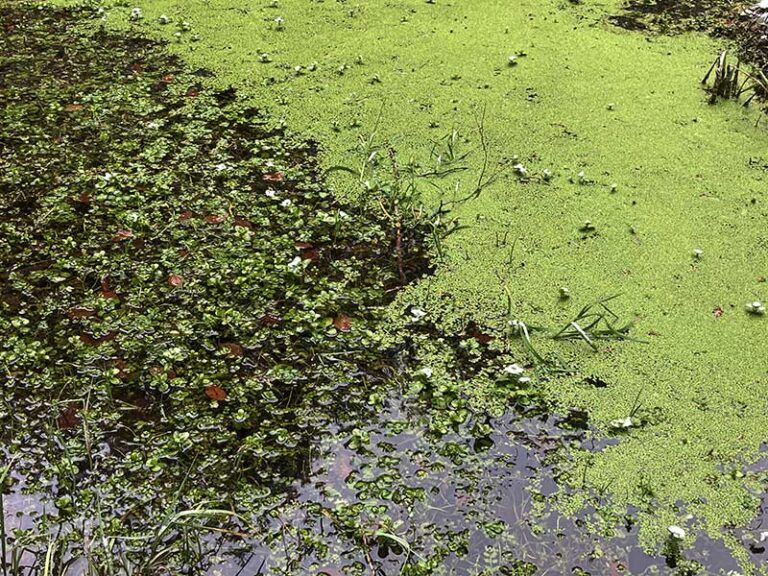 Wasserlinsen-Brunnenkresse-Bachbunge