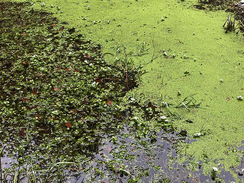 Wasserlinsen-Brunnenkresse-Bachbunge