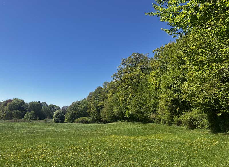 Wiese-Wald
