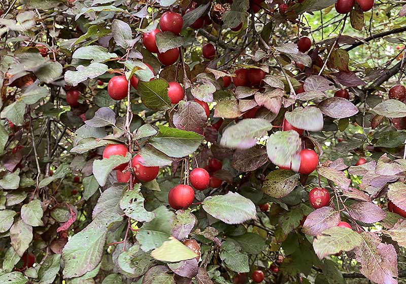 Kirschpflaumen-Baum