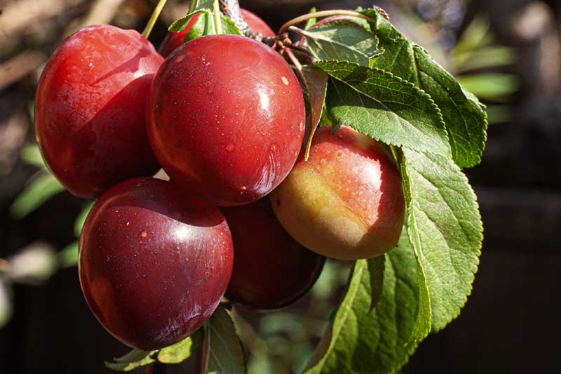 Kirschpflaumen für Marmelade, Kuchen und Chutney