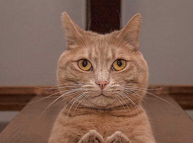 roter kater